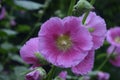 Front view closeup shot of a flowering plant called Alcea also known as Hollyhocks in a garden