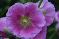 Front view closeup shot of a flowering plant called Alcea also known as Hollyhocks in a garden