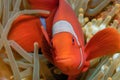 Front view closeup of a vibrant clown fish surrounded by brown anemone