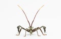 Front view closeup of wheelbug Royalty Free Stock Photo