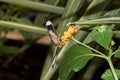 Front view on a colorful butterfly sitting on an orange blossom with open wings in a greenhouse in emsbÃÂ¼ren emsland germany Royalty Free Stock Photo