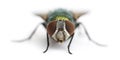 Front view of a Common green bottle fly facing, Phaenicia sericata Royalty Free Stock Photo