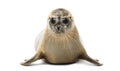 Front view of a Common seal lying, looking at the camera