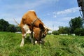Front view of a cow feeding on the grass Royalty Free Stock Photo