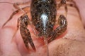 Front view of a Crayfish or Crawdad Royalty Free Stock Photo