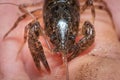 Front view of a Crayfish or Crawdad