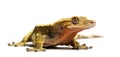 Front view of a Crested gecko, Correlophus ciliatus