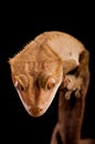 Crested gecko Royalty Free Stock Photo