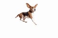 Front view of cute beagle dog isolated on a white background Royalty Free Stock Photo