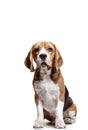 Front view of cute beagle dog sitting, isolated on a white background