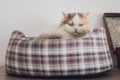 Front view of cute beautiful cat sleeping in her dreams on a classic British patterned quilt.