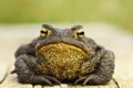 Front view of cute common brown frog