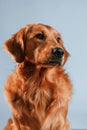 Front view. Cute golden retriever dog is sitting indoors against white and blue colored background in the studio Royalty Free Stock Photo