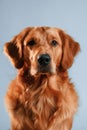 Front view. Cute golden retriever dog is sitting indoors against white and blue colored background in the studio Royalty Free Stock Photo