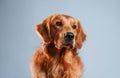 Front view. Cute golden retriever dog is sitting indoors against white and blue colored background in the studio Royalty Free Stock Photo