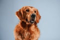 Front view. Cute golden retriever dog is sitting indoors against white and blue colored background in the studio Royalty Free Stock Photo