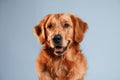 Front view. Cute golden retriever dog is sitting indoors against white and blue colored background in the studio Royalty Free Stock Photo