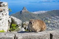 Cape hyrax dassie table mountain