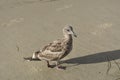 Front view of a cute seagull on the beach of naples Royalty Free Stock Photo