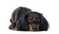 Front view of a Dachshund lying, 1 year old, isolated
