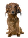 Front view of a Dachshund sitting (1 year old) Royalty Free Stock Photo