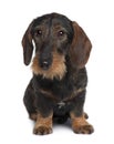 Front view of Dachshund, sitting Royalty Free Stock Photo