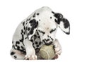 Front view of a Dalmatian puppy playing with a tennis ball