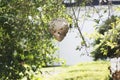 A front view of a dangerous wasp nest in the distance