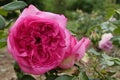 Front view of dense pink rose flower of cultivar Walzertraum, established by rose breeder Hans Jurgen Evers