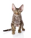 Front view of an Devon rex kitten walking