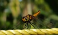Front view of a dragonfly sitting on a rope against natural background Royalty Free Stock Photo
