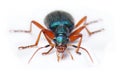 Front view of Drypta Dentata isolated on a white background