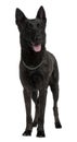 Front view of Dutch Shepherd Dog, standing