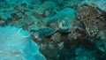 Front view of endangered and shy green sea turtle peeking out from coral reef garden bed in watamu marine park, kenya Royalty Free Stock Photo