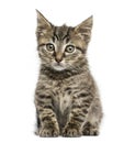 Front view of an European shorthair kitten sitting