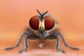 Front view of extreme magnified details robber fly eating prey in nature yellow leaf background Royalty Free Stock Photo