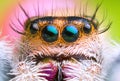Front view of extreme magnified jumping spider head and eyes with green leaf background Royalty Free Stock Photo