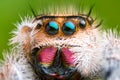 Front view of extreme magnified jumping spider head and eyes with green leaf background Royalty Free Stock Photo