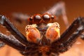 Front view of extreme magnified jumping spider head and eyes with orange leaf background Royalty Free Stock Photo