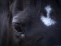 Front view of the eye of an Hannoverian mare Royalty Free Stock Photo