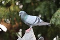 Front view of the face of Rock Pigeon face to face.Rock Pigeons crowd streets and public squares, living on discarded food and