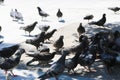 Group of urban pigeons gather for food Royalty Free Stock Photo