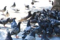 A group of urban pigeons gather for food Royalty Free Stock Photo