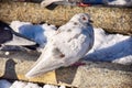 Front view of the face of Rock Pigeon face to face.Rock Pigeons crowd streets and public squares, living on discarded Royalty Free Stock Photo