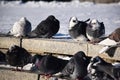 Front view of the face of Rock Pigeon face to face.Rock Pigeons crowd streets and public squares, living on discarded Royalty Free Stock Photo