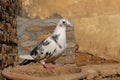 Front view of the face of Rock Pigeon faces to face-Rock Pigeons crowd streets and public squares-Close-up front view