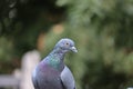 Front view of the face of Rock Pigeon face to face.Rock Pigeons crowd streets and public squares, living on discarded food and