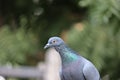 Front view of the face of Rock Pigeon face to face.Rock Pigeons crowd streets and public squares, living on discarded food and Royalty Free Stock Photo