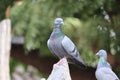 Front view of the face of Rock Pigeon face to face.Rock Pigeons crowd streets and public squares, living on discarded food and Royalty Free Stock Photo