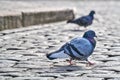 Front view of the face of Rock Pigeon face to face.Rock Pigeons crowd streets and public squares, living on discarded food and Royalty Free Stock Photo